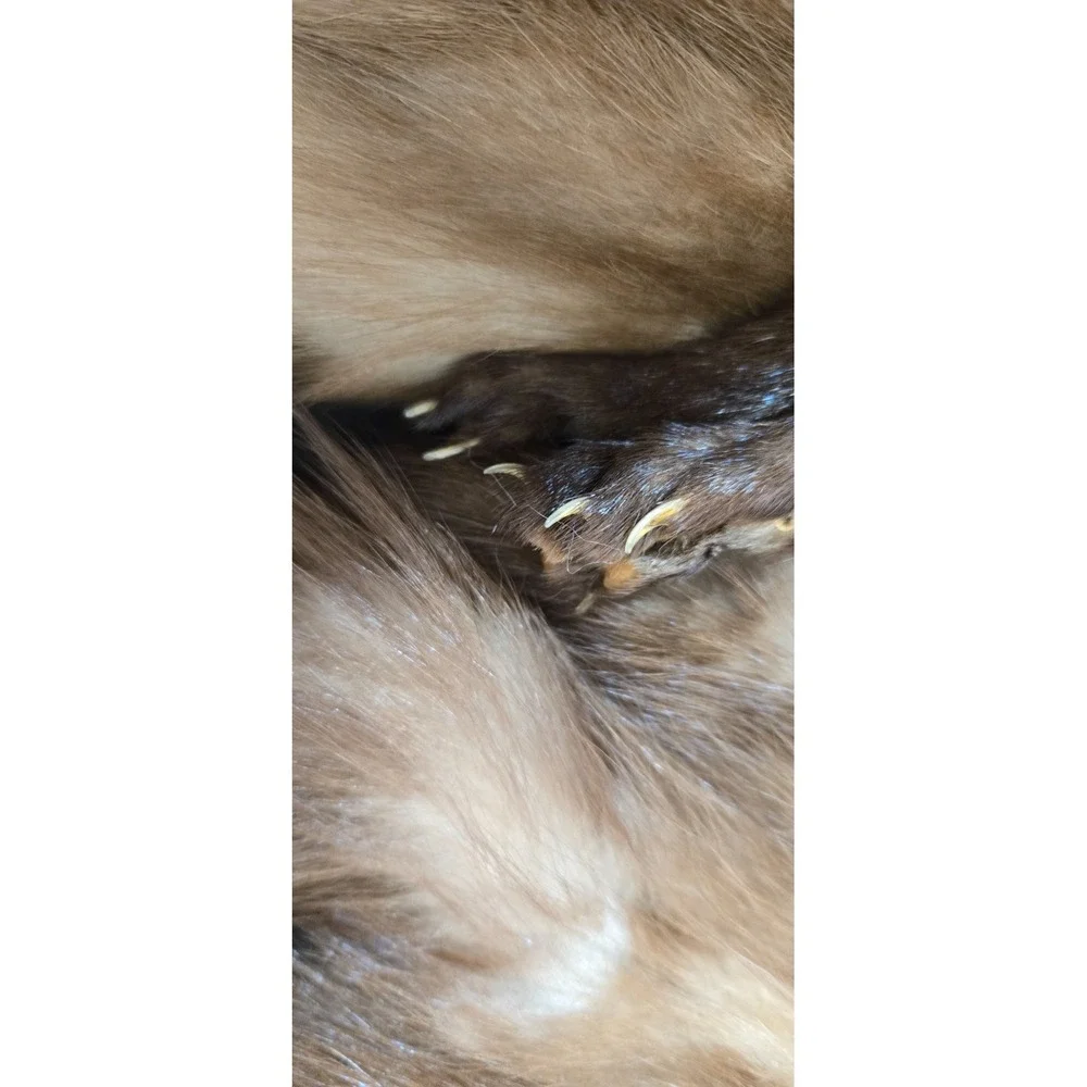 Large Brown 4 pelt Albrecht Furs St. Paul, Minnesota Sable Stole